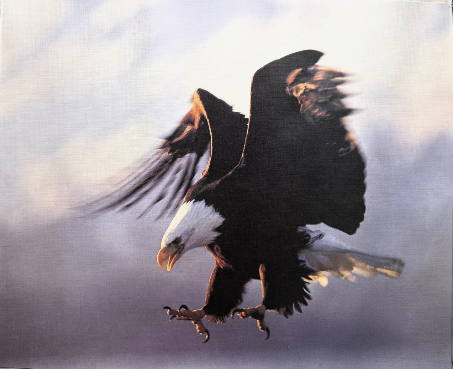 Eagle Print - Color 16" x 20" Print